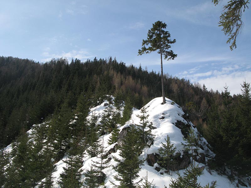 Baum am Kamm